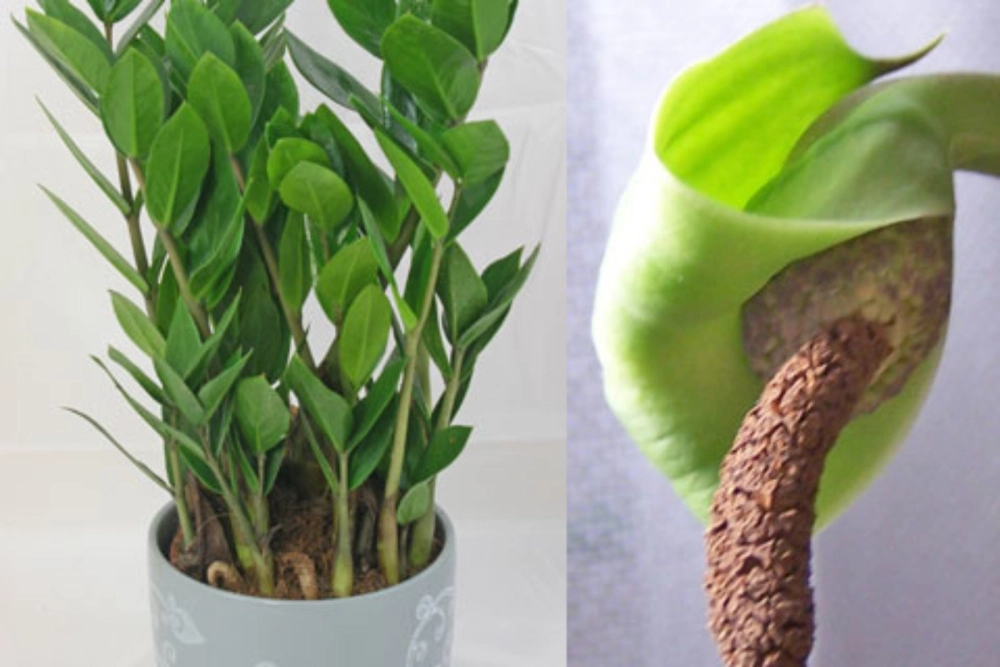 Hoa kim tiền vàng nổi bật giữa lá xanh