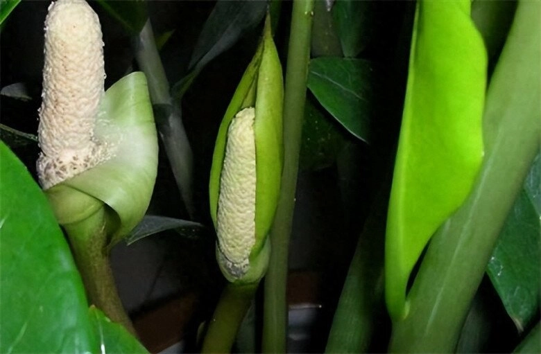 Nụ hoa kim tiền nhú lên từ gốc lá