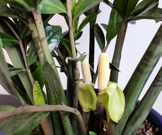 Hoa kim tiền nở bao lâu thì tàn, 5 ngày