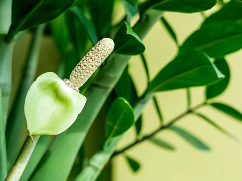 Bông hoa kim tiền thể hiện sự giàu sang