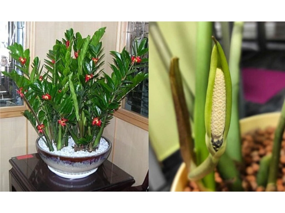 Hoa kim tiền có độc không, không có độc