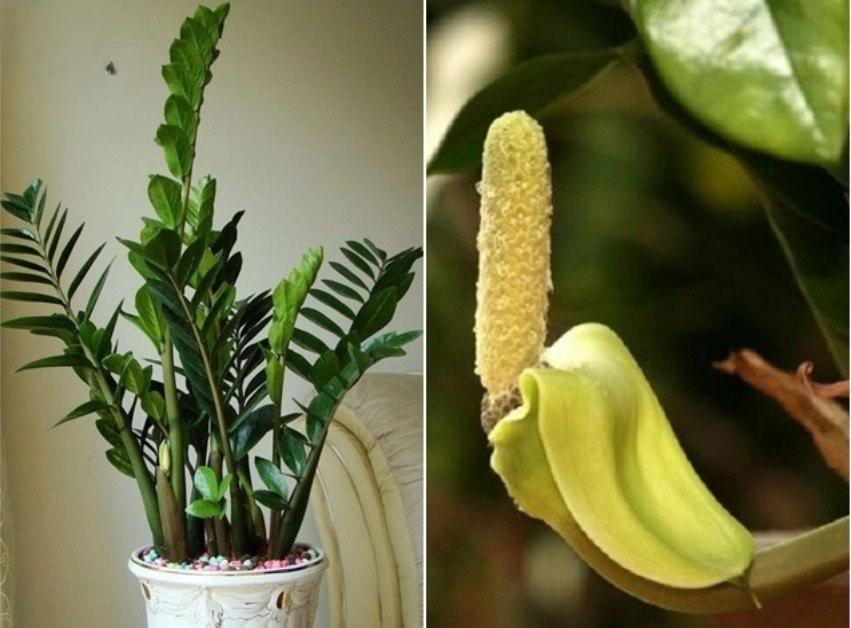 Hoa kim tiền có thơm không, không có mùi