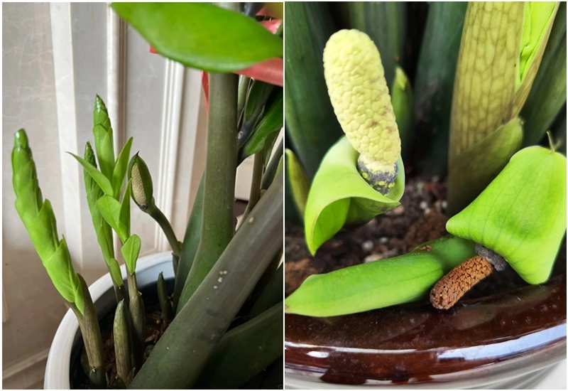 Hình nền hoa kim tiền được dùng làm phong thủy