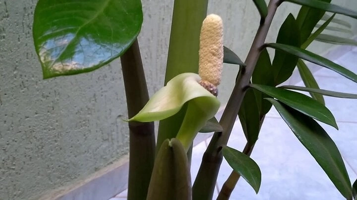 Hình ảnh cây hoa kim tiền đẹp rạng ngời