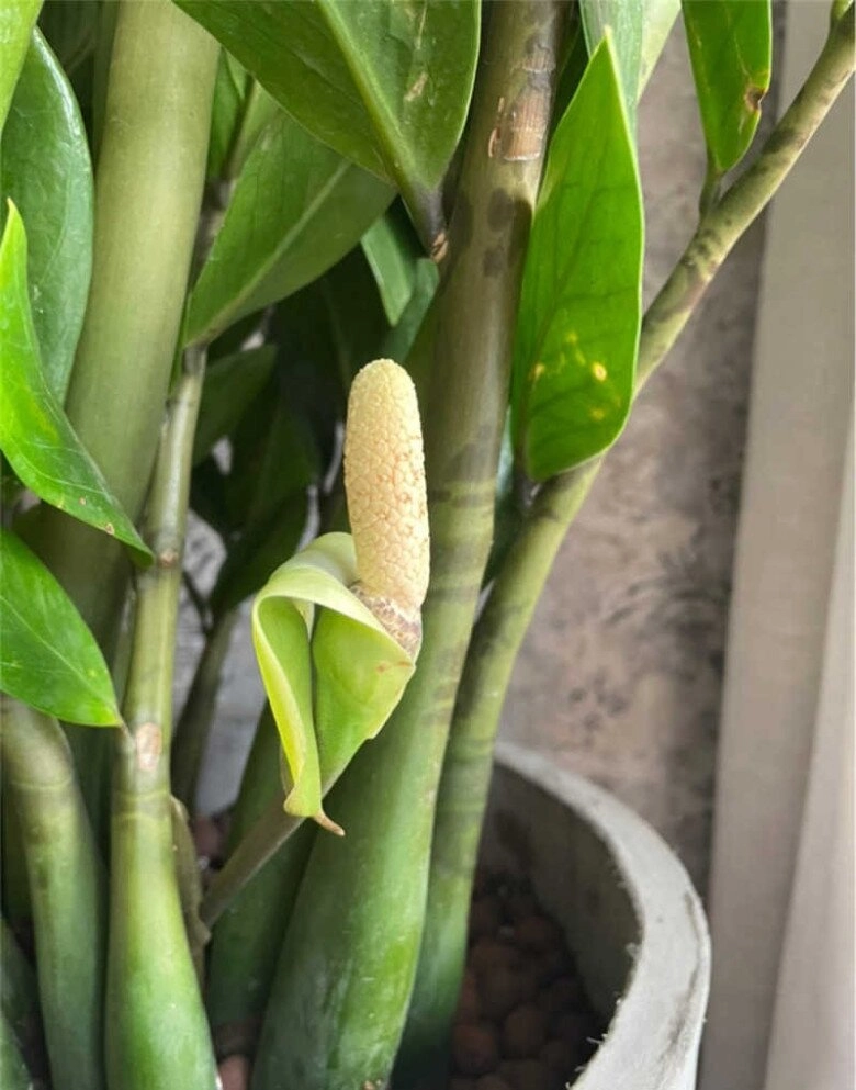 Cây kim tiền có hoa không, có nhưng hiếm