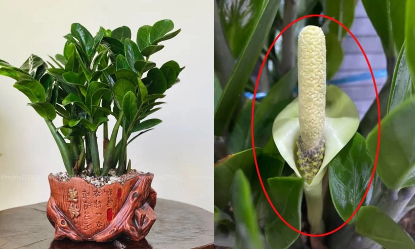 Hoa cây kim tiền như thế nào, dài vàng