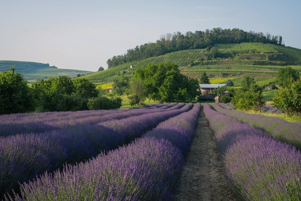 Hoa lavender tím gợi nhớ những chiều gió vi vu