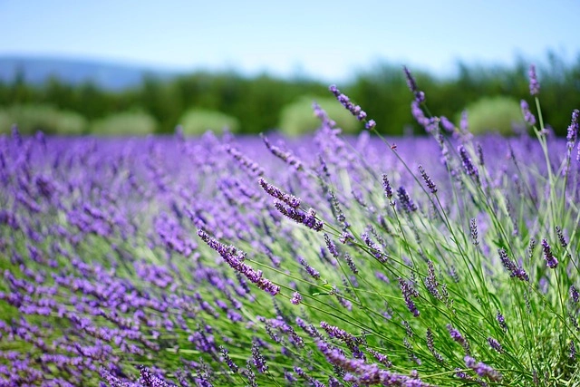 Lavender hoa của sự nhẹ nhàng và an yên