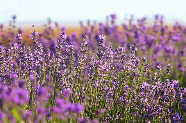 Ý nghĩa hoa lavender là sự thủy chung thầm lặng