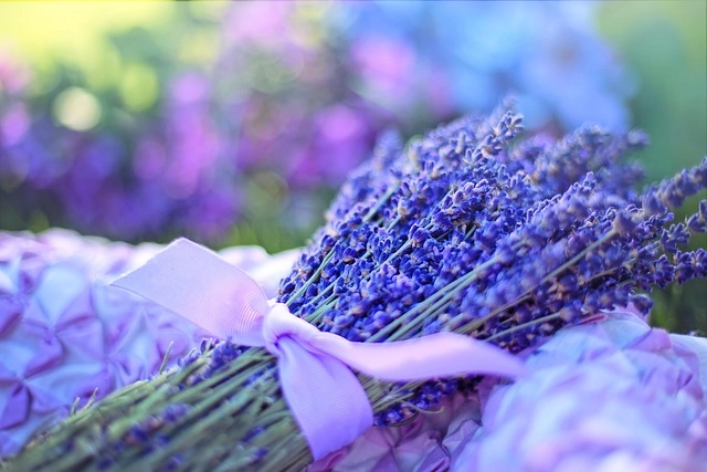 Lavender là gì, là loài hoa mang hương thư giãn