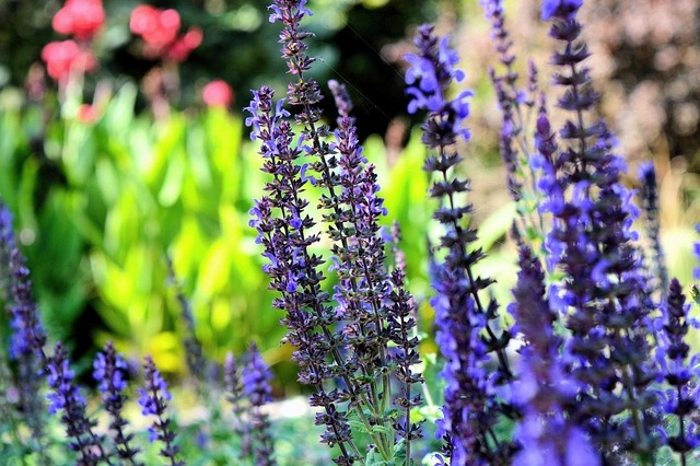 Hoa lavender Pháp nổi tiếng bởi mùi thơm nồng nàn