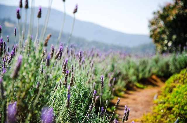 Hoa lavender ý nghĩa là sự chờ đợi không lời