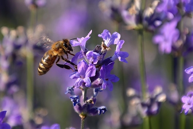 Khu vườn hoa lavender khiến lòng người dịu lại