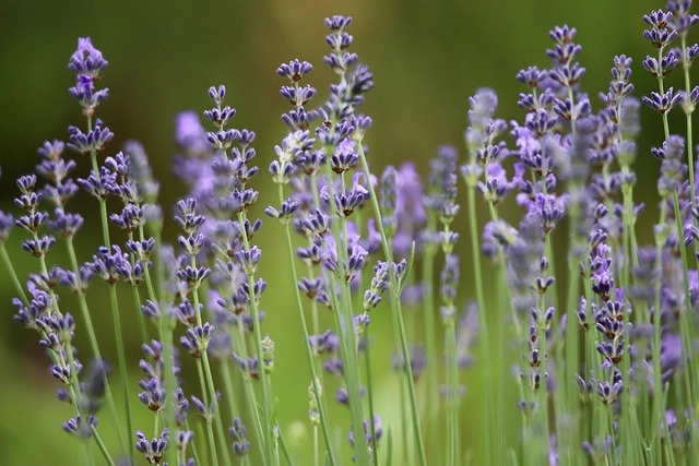 Vẽ hoa lavender với cành dài mềm mại cuốn hút