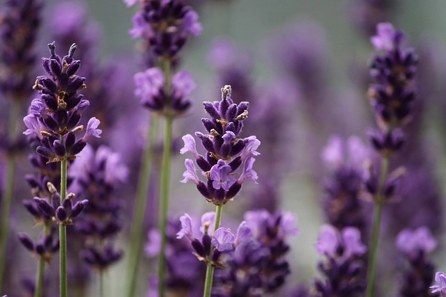 Bó hoa lavender khô giữ mùi thơm bền trong gió
