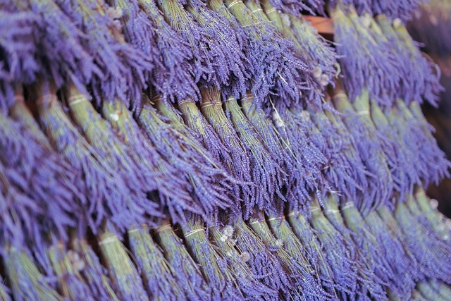 Hoa lavender tươi có thể giữ được 5 đến 7 ngày