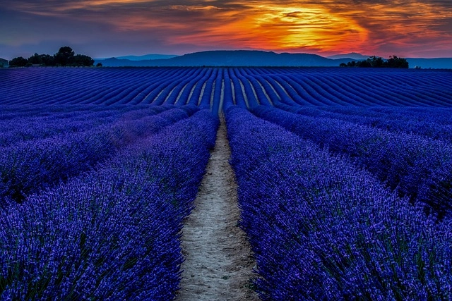 Lavender là hoa gì, là biểu tượng của tình yêu bền