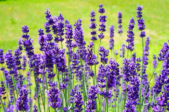 Vườn hoa lavender bung nở trong nắng vàng dịu nhẹ