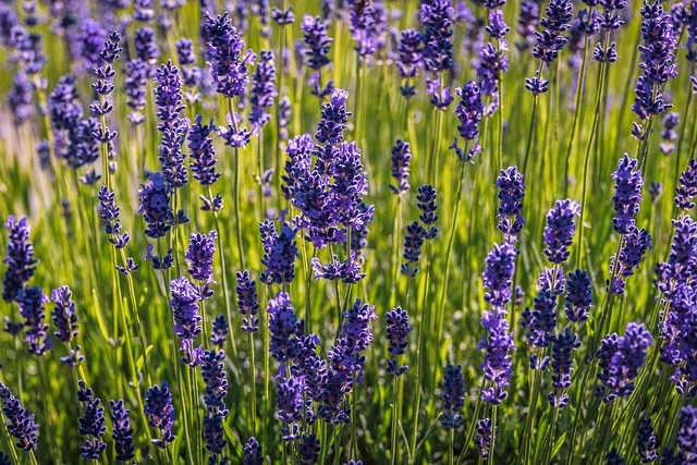Cánh đồng hoa lavender trải dài tím mênh mông trời
