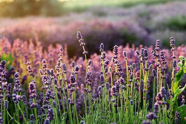 Khu vườn nở hoa lavender khiến lòng nhẹ nhàng hơn