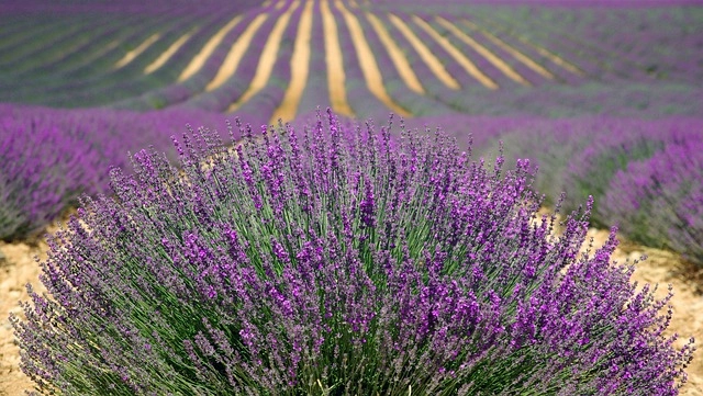 Chậu hoa lavender để bàn tạo nên điểm nhấn độc đáo