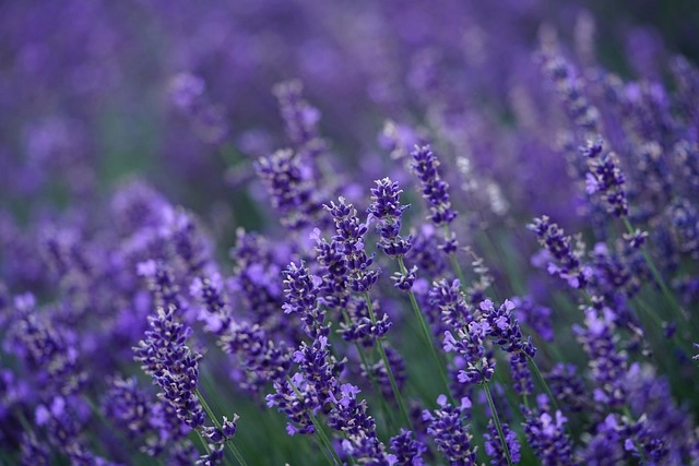 Cách cắm hoa lavender khô nên phối cùng hoa trắng