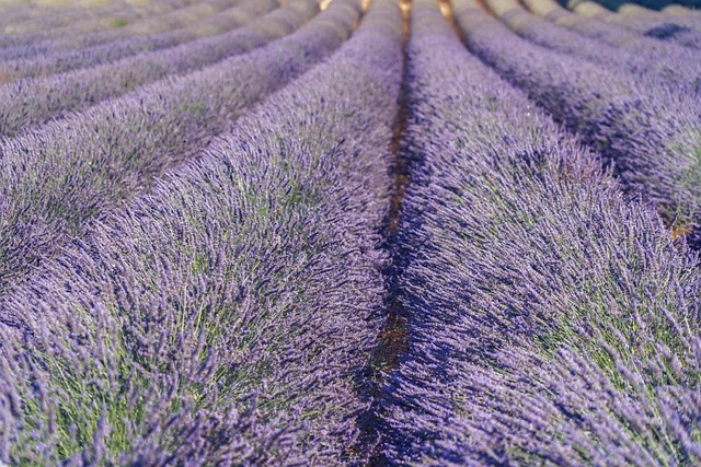 Hoa lavender là hoa gì, là loài hoa xua tan lo âu