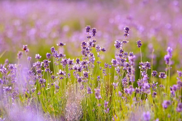 Hoa lavender có ý nghĩa gì, là thanh khiết và tinh tế