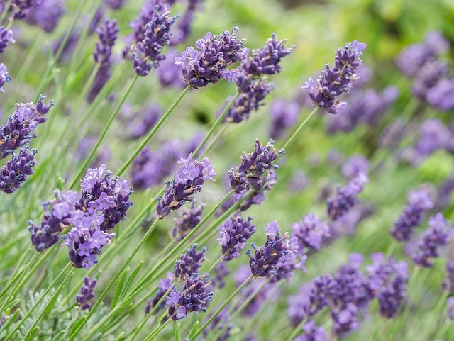 Bó hoa lavender tươi phù hợp làm quà tặng dịu dàng