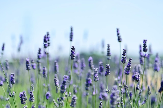 Chậu hoa lavender tươi giữ hương lâu trong không khí