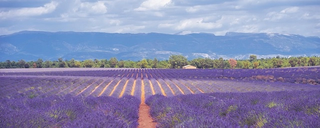 Hoa lavender tím tượng trưng cho lòng kiên định