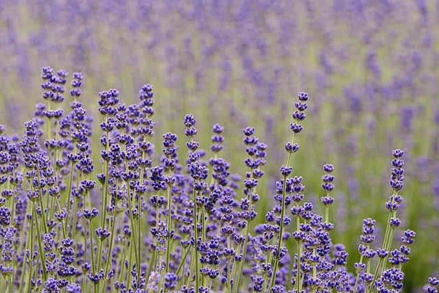 Hoa lavender Đà Lạt được trồng tại vùng đồi mát mẻ