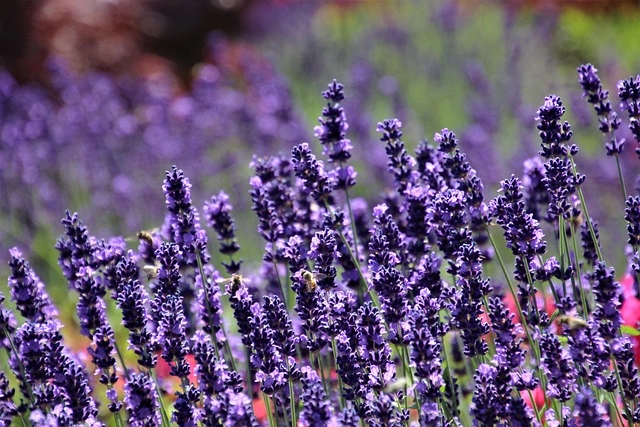 Hình nền hoa lavender thường dùng trong thiết kế thư giãn