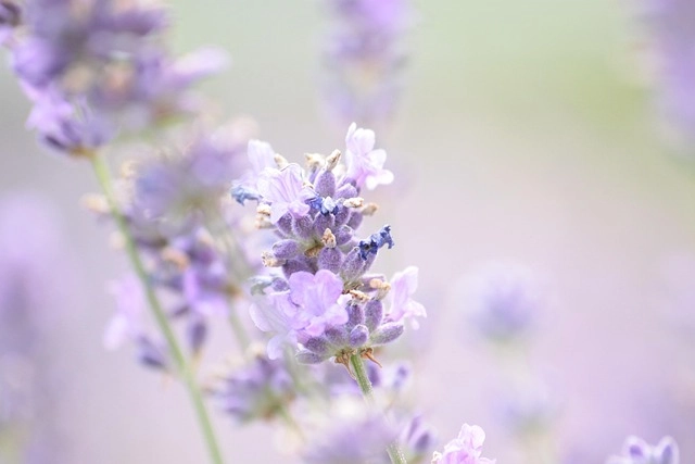 Hình nền hoa lavender đẹp gợi cảm giác thơ mộng