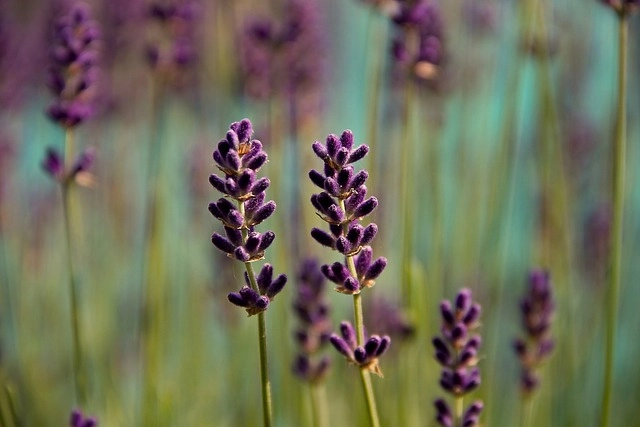 Ảnh hoa lavender khiến lòng người như lạc vào châu Âu