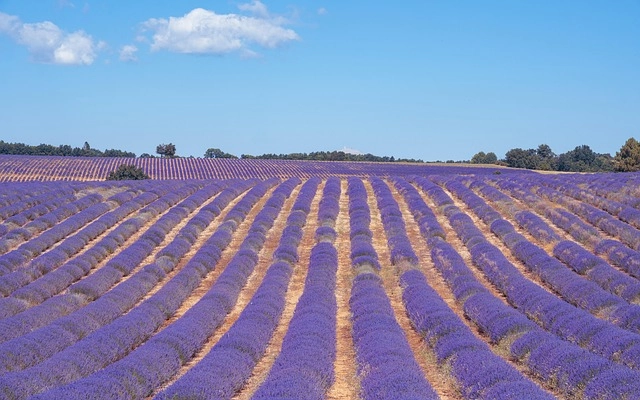 Bình hoa lavender khô trang trí không gian cổ điển