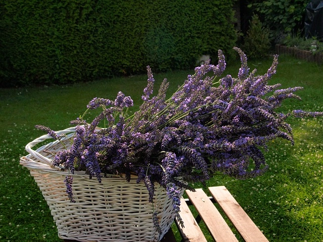 Mùa hoa lavender bắt đầu từ cuối xuân đến đầu thu