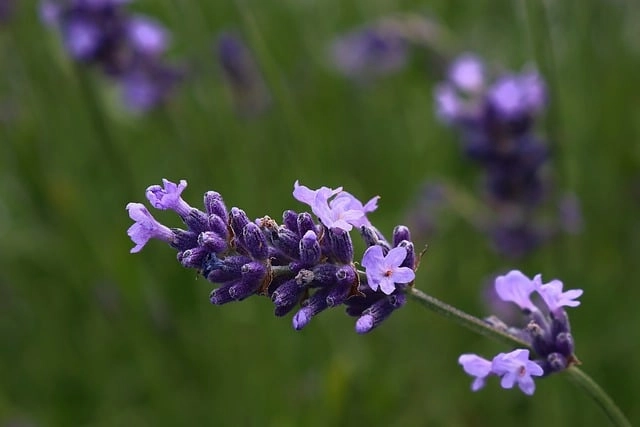Hoa lavender màu gì, thường là tím và xanh nhạt