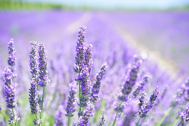 Hoa lavender png dùng thiết kế thiệp hoặc hình nền