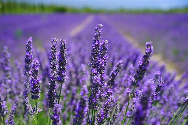 Hoa lavender ở Pháp nổi tiếng bởi sắc tím dịu mát