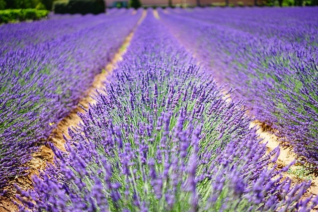 Hình hoa lavender được yêu thích trong tranh nghệ thuật
