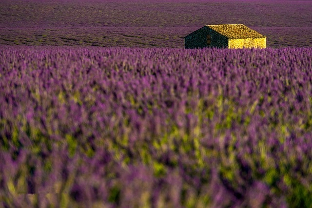 Hình xăm hoa lavender là biểu tượng của sự dịu dàng