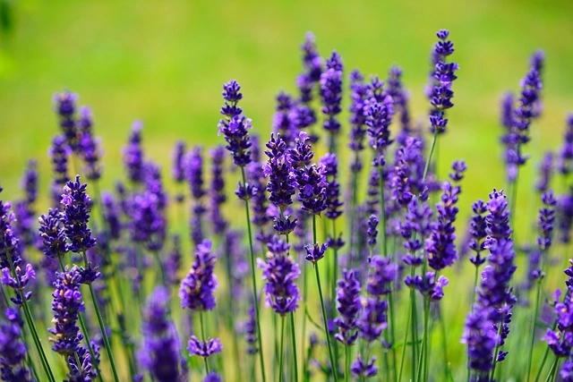 Tranh hoa lavender thường được vẽ theo phong cách đồng quê