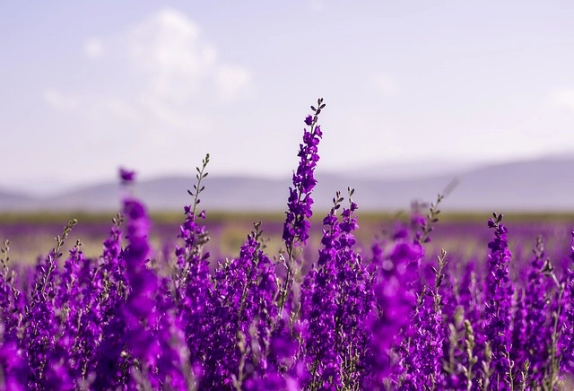 Hình ảnh hoa lavender đẹp như một bức tranh mộng mơ