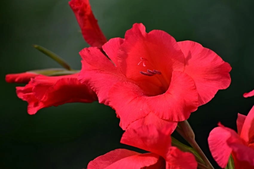 Hoa lay ơn màu đỏ nhung như ánh hoàng hôn