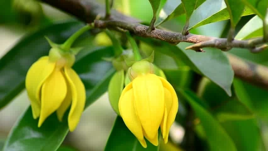 Cây hoa móng rồng bung nở đầy mê hoặc