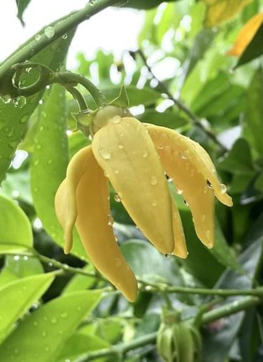 Hoa móng rồng đỏ cháy rực như ngọn lửa