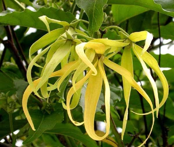 Hình ảnh cây hoa móng rồng đầy sức sống