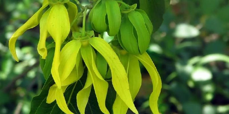Cây hoa móng rồng rừng mang vẻ hoang dại