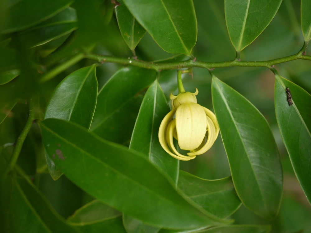 Hoa móng rồng trắng tinh khiết nhẹ nhàng
